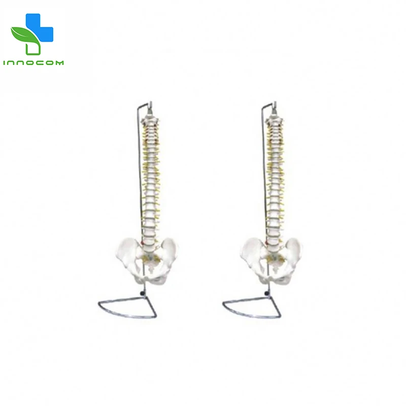 
Educational Training PVC Human Skeleton Anatomy Model,Spine With Pelvis Skeleton Anatomical Model For Medical Teaching 