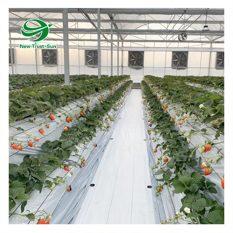 
low cost agricultural plants tunnel strawberries hydroponic growing systems strawberry greenhouse 