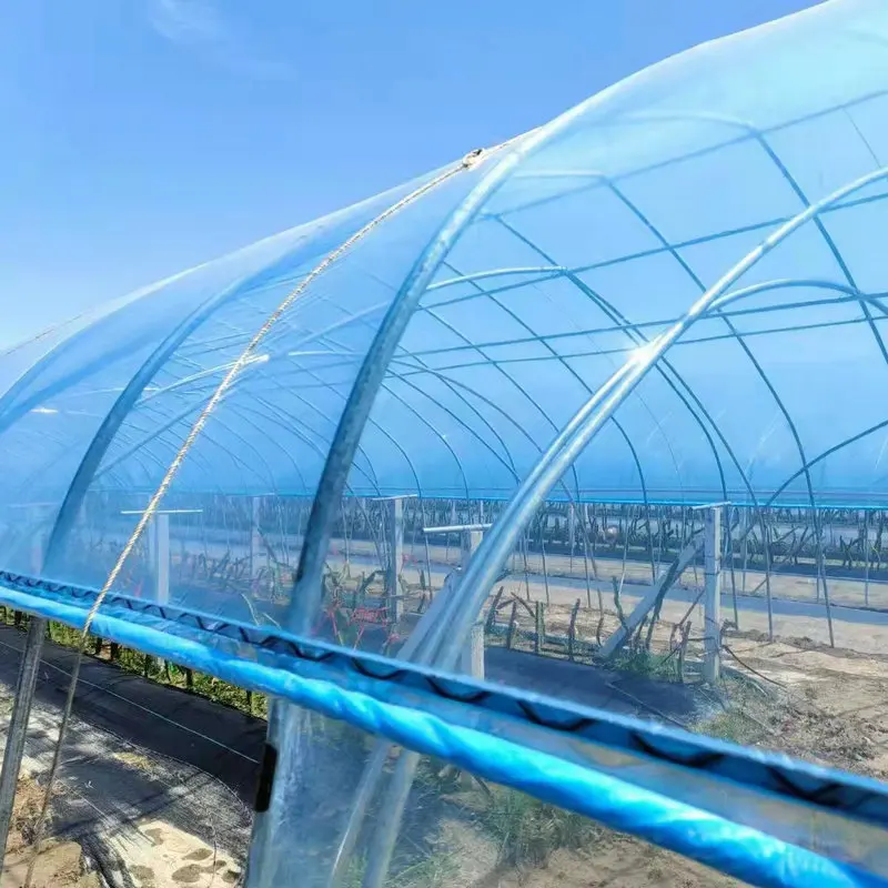 100 meters length strawberry tropical greenhouse for sale