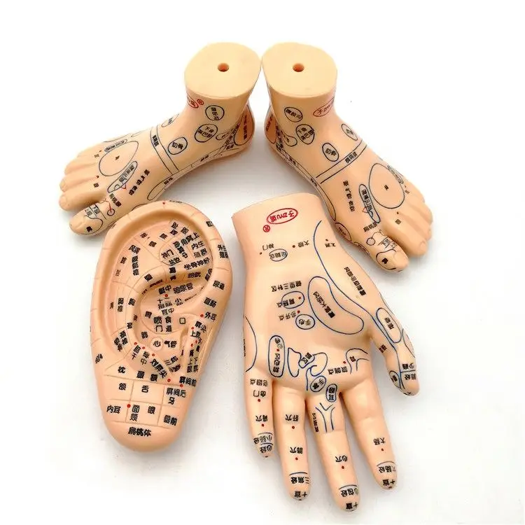 Chinese Medicine Acupuncture Massage Acupuncture Hand Foot Ear Model