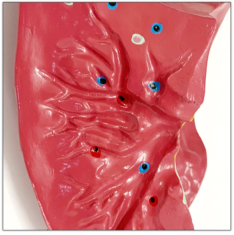 Wholesale Respiratory Artificial Biology Human Anatomical artificial lung Model