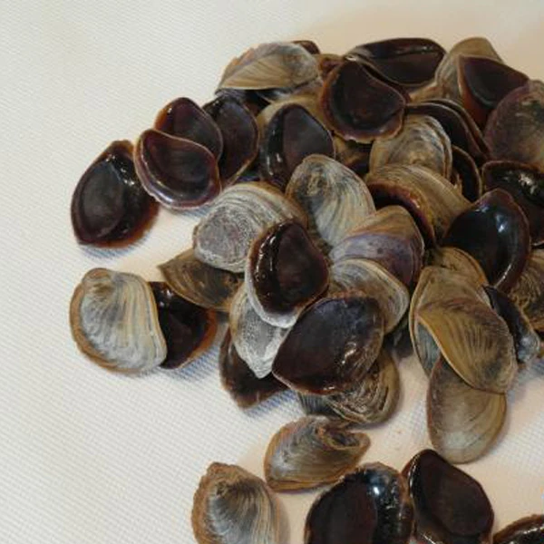 
Factory Operculum Shells High Quality 