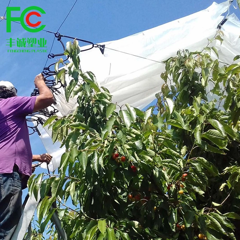 cherry crop protected under plastic rain covers protection against cracking for sweet cherry orchards