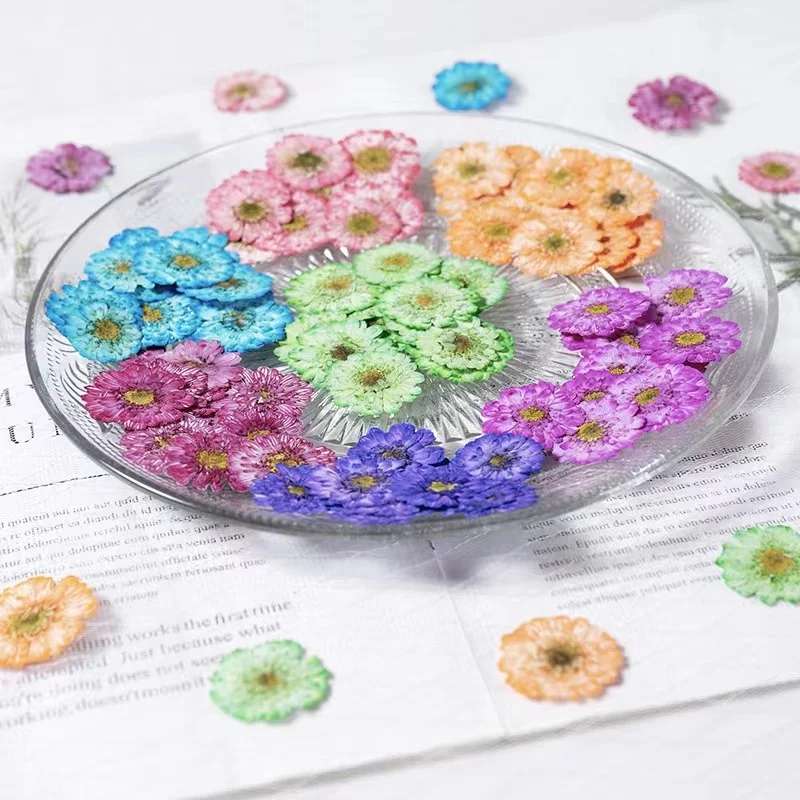 MNR2134 dyed dried Chamomile flower for DIY flower ornament handcraft