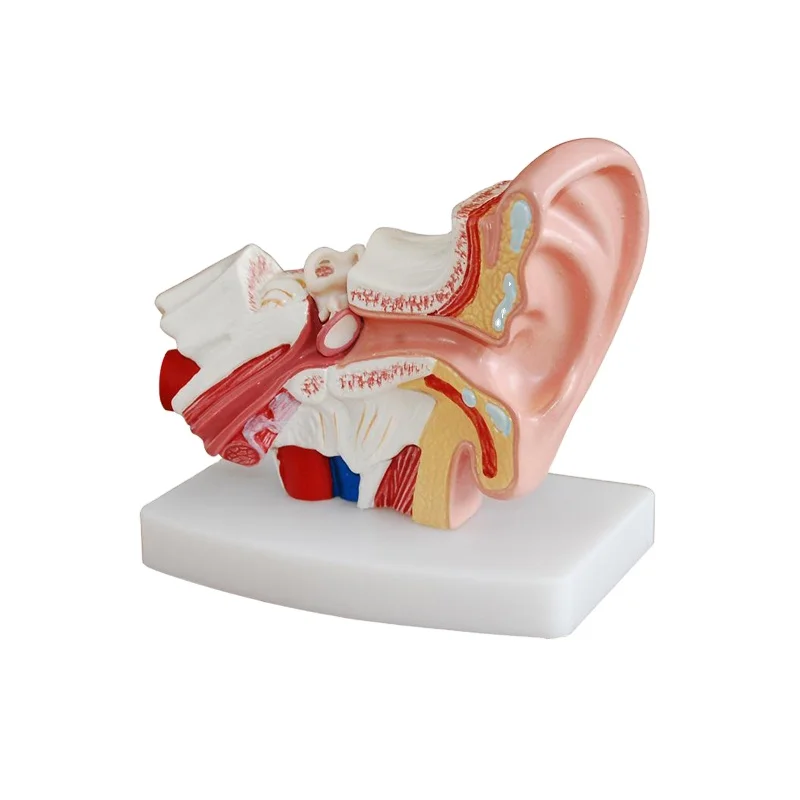 DARHMMY Medical Science Anatomical Type Human Ear Simulation Desktop Model