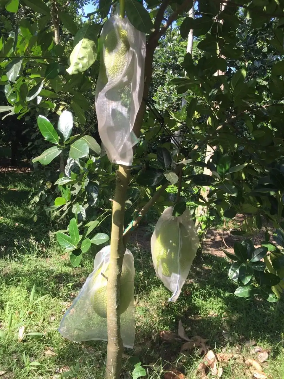 
Best Choice High Quality For Fresh Jack Fruit Shipping From Vietnam With The Gap Certification Have Sweet Taste 