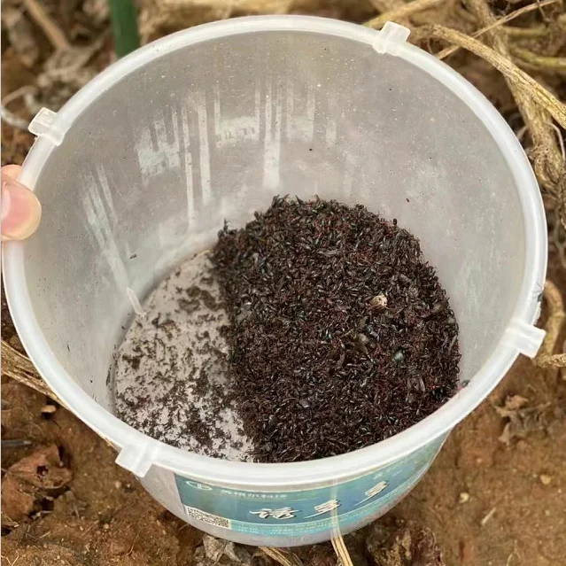 Effective Cylas formicarius lure control sweet potato weevil catcher pest control