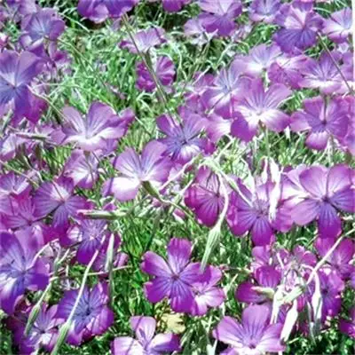 2020, свежие гибридные семена фиолетового Колючего цветка с высоким коэффициентом проращивания