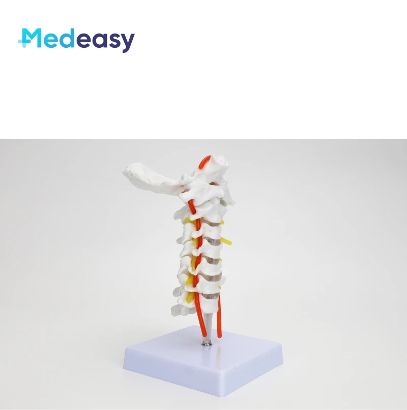Human Cervical Vertebra Model with Carotid Artery, Cervical Spine Column Model