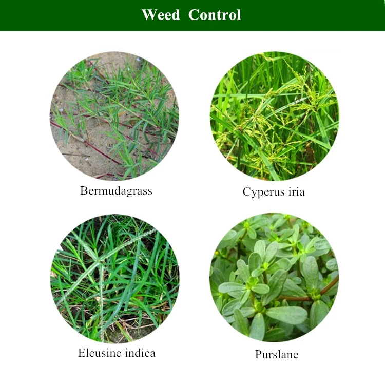 Factory Supply Metolachlor 720g/L EC Selective Weed Killer Herbicida