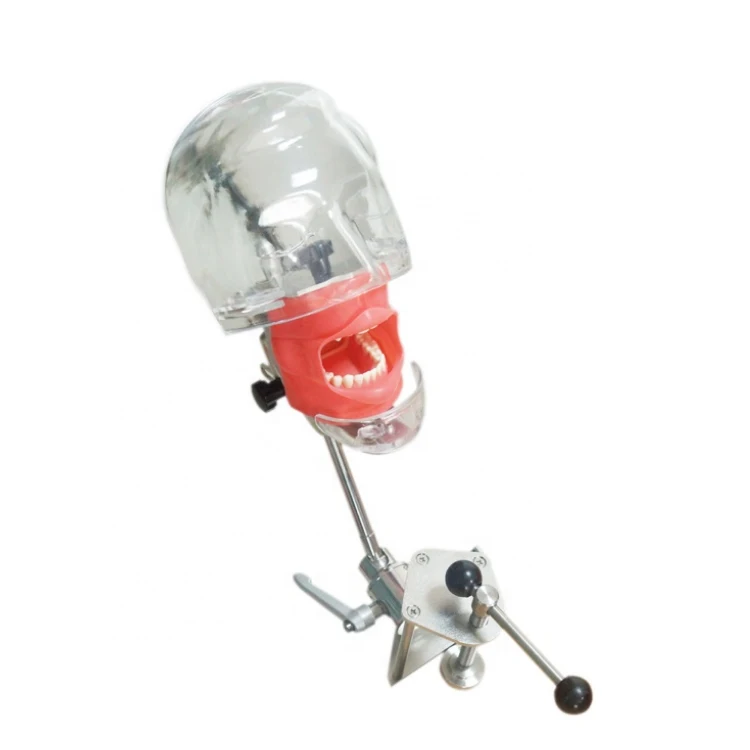 Dental head model simple dental head model simple model of dental head