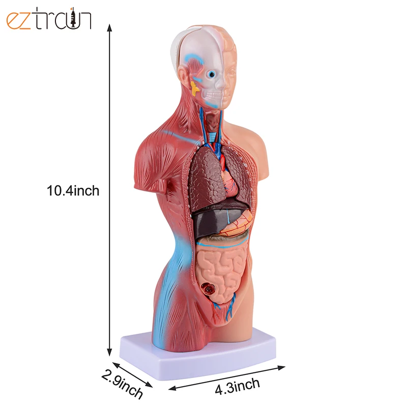 27 см Анатомия человека модель туловища для демонстрации образования