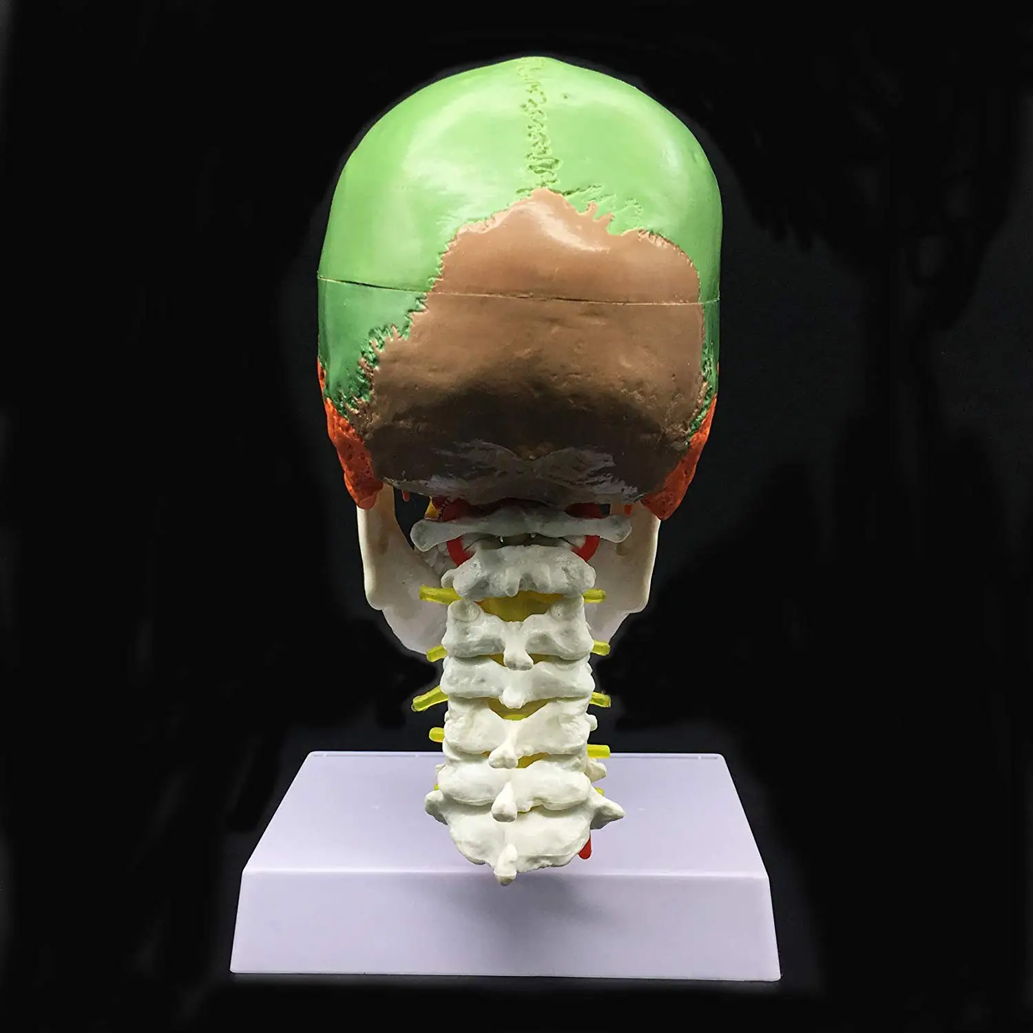 Life-Size 3-Part Human Skull with Cervical Vertebra PVC Anatomical Model for Science Classroom & Medical Teaching