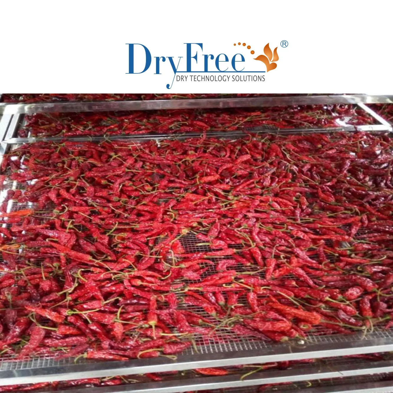 electric drying oven solar food dryer fruit drying machine vegetable dryer machine food dehydrator for betel nut drying machine