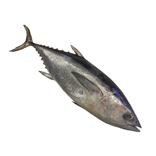 Fresh Seafrozen Whole Bigeye Tuna Fish