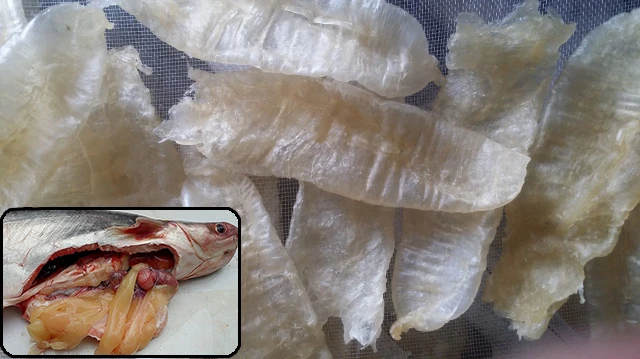 Распродажа сушеных рыбных пузырей/Высокое качество fish maw / Ms праздничные-Whatsapp + 84 845