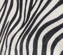 Genuine horse fur fabric zebra stripe black stripe fur fabric for sofa furniture raw material