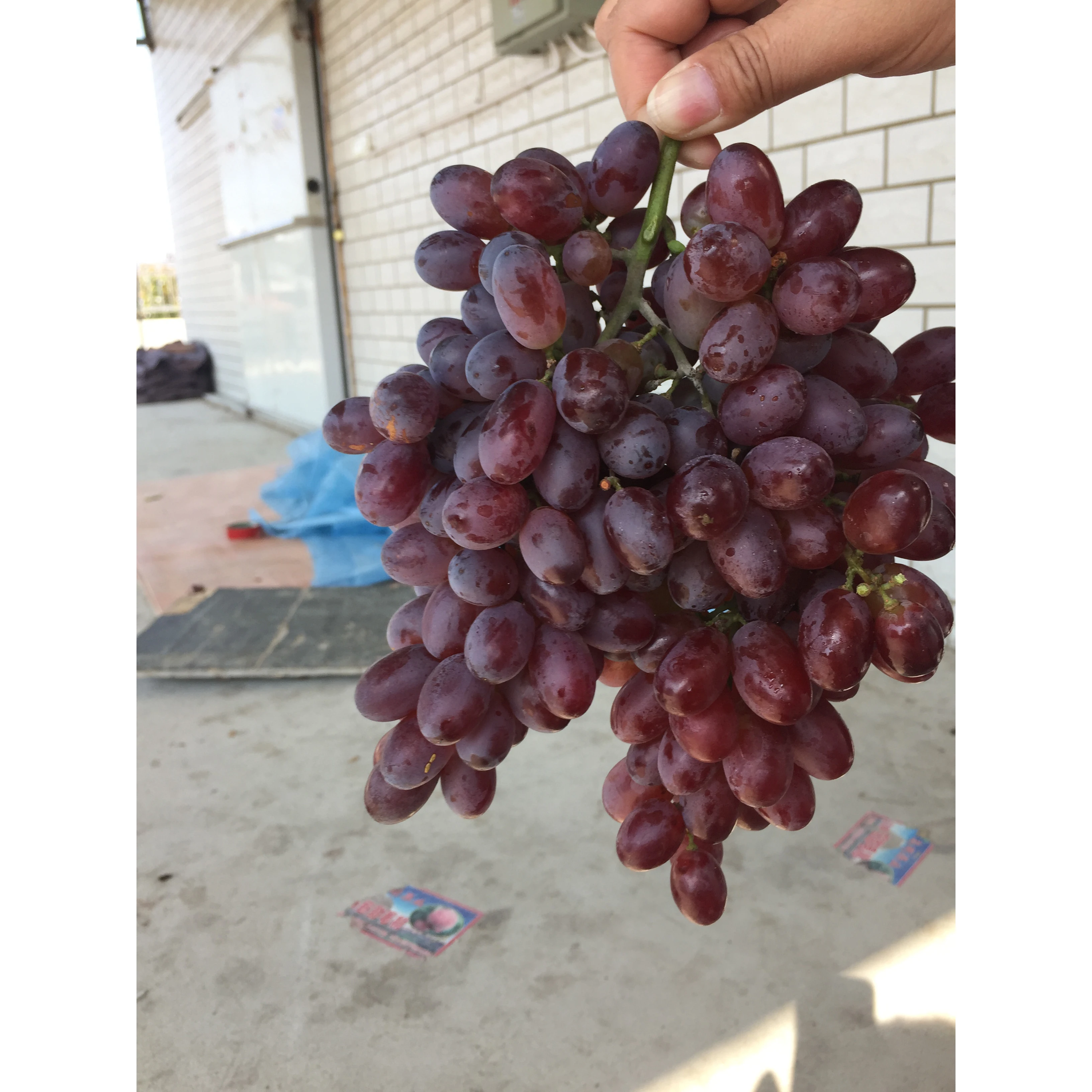Органический виноград высокого качества оптом