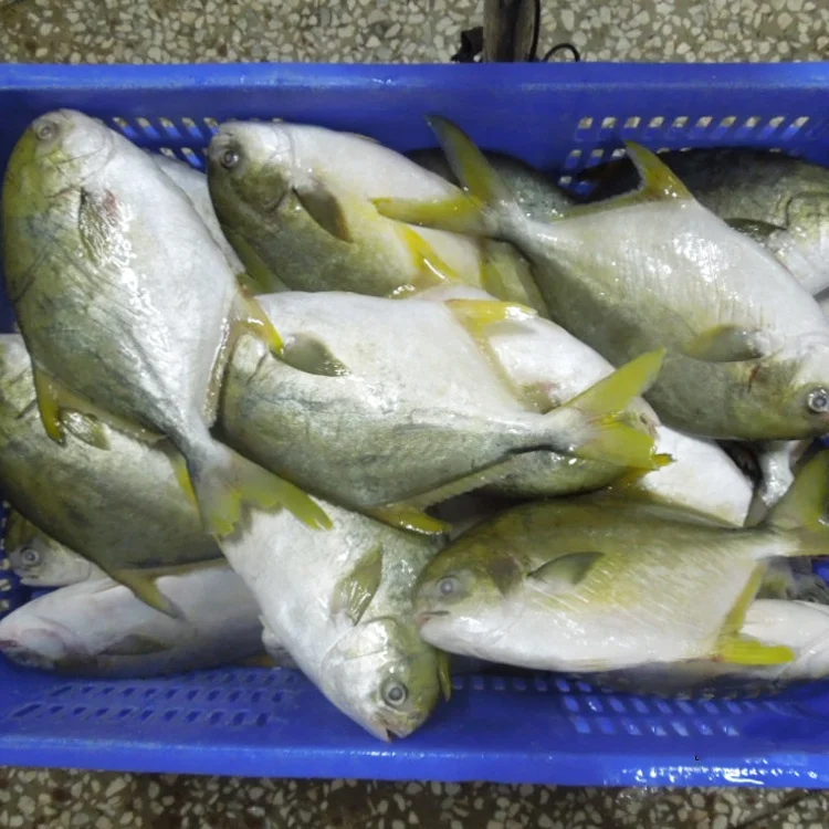 Акция, высокое качество, замороженные рыбные морепродукты IQF, Золотой помпано, помлад, для ресторана