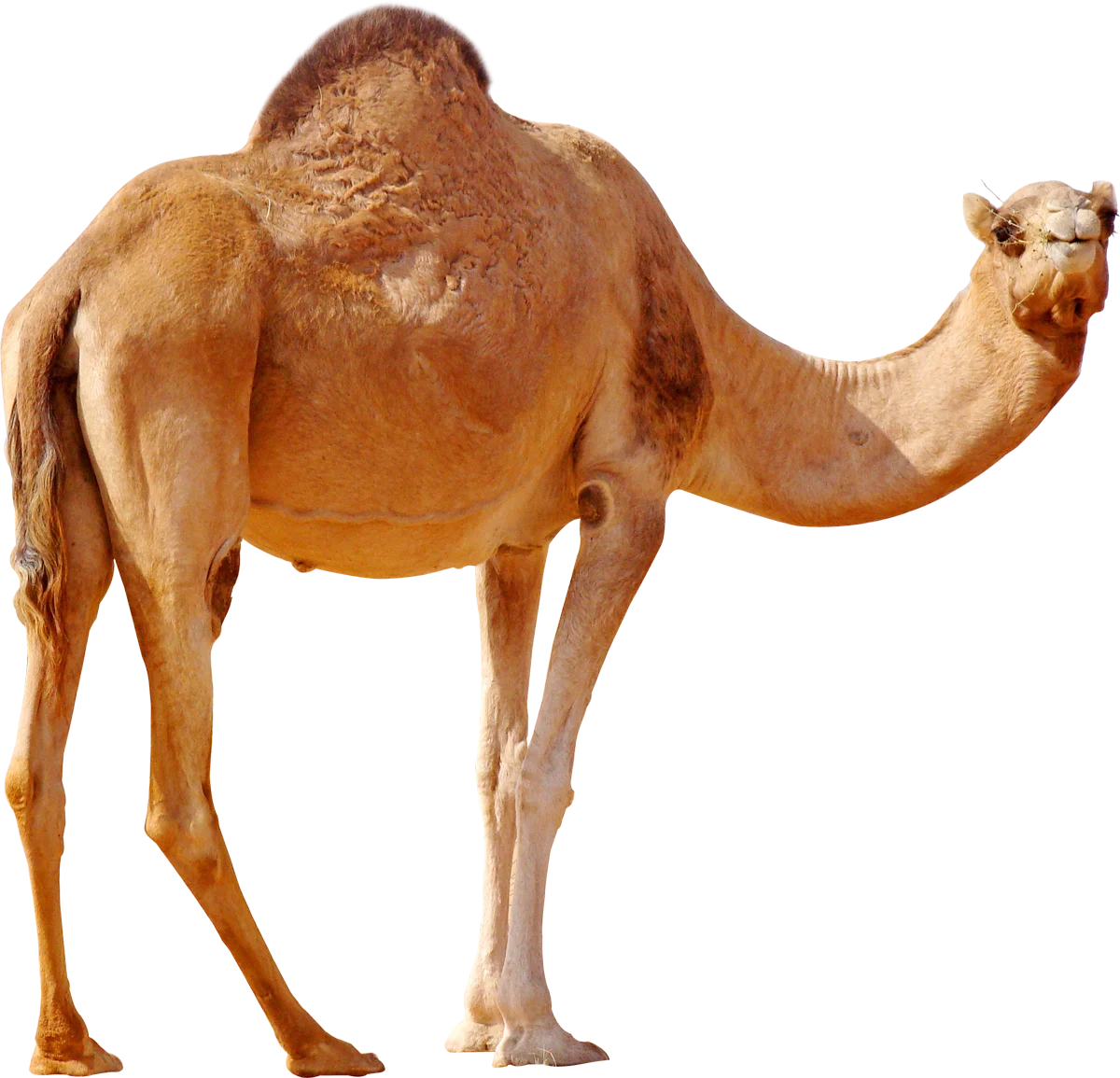 
Camel feed additive--Damel can promote fat digestion and absorption and protect camel liver and intestine health. 