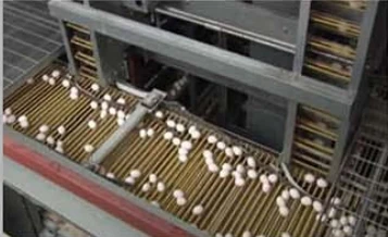 Automatic A Type Battery Chicken Layer Battery Cage System For Eggs Laying Hens Breeding Equipment