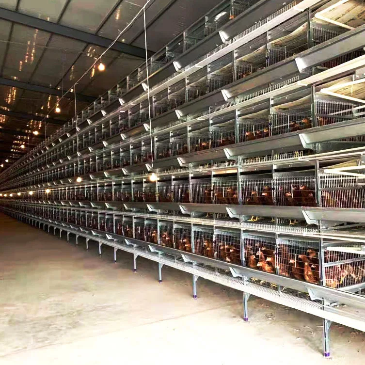 Broiler Chicken Cage System Battery Poultry A/H Type Chicken Broiler Cages For Growing Broiler