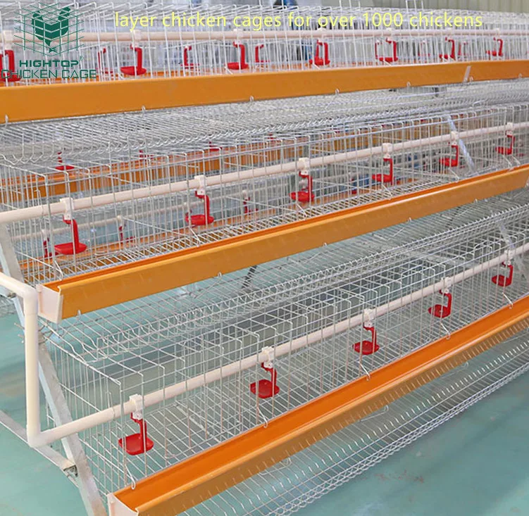 Africa A Type Laying Hens Layer Egg Chickens Poultry Cage For 2000 4000 Birds Capacity