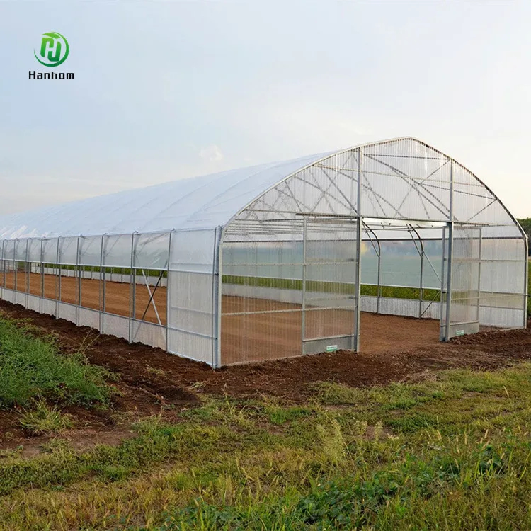 Cheap agricultural greenhouse for tomato cultivation