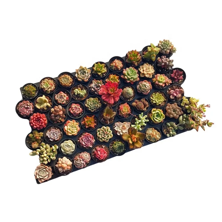 
wholesale 48 kinds of plants, 54 pcs live natural succulent Plant combination 