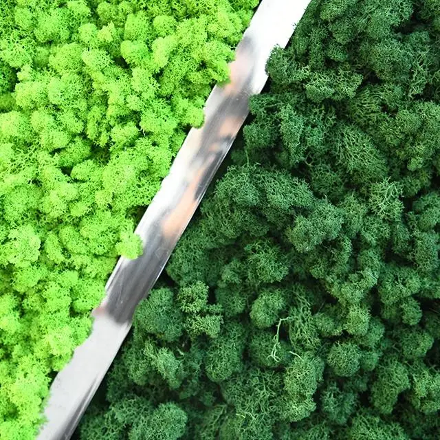 Wholesale Natural Green Stabilized Reindeer Moss Preserved Moss Panel For Decorative Wall
