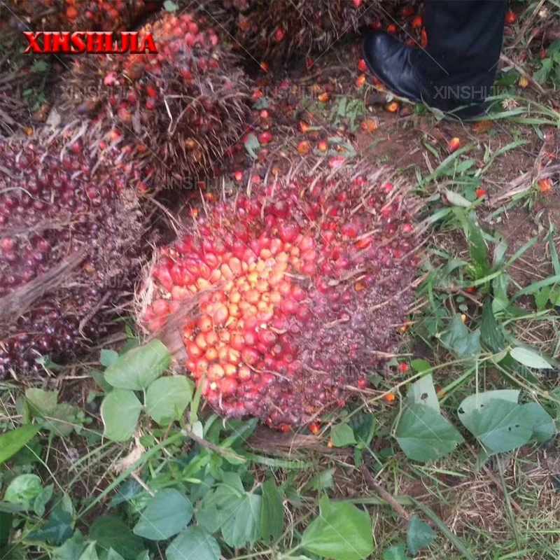 500kg/h 1t/h Palm fruit complete oil pressing expeller production machine line for Indonesia Malaysia Nigeria Ghana