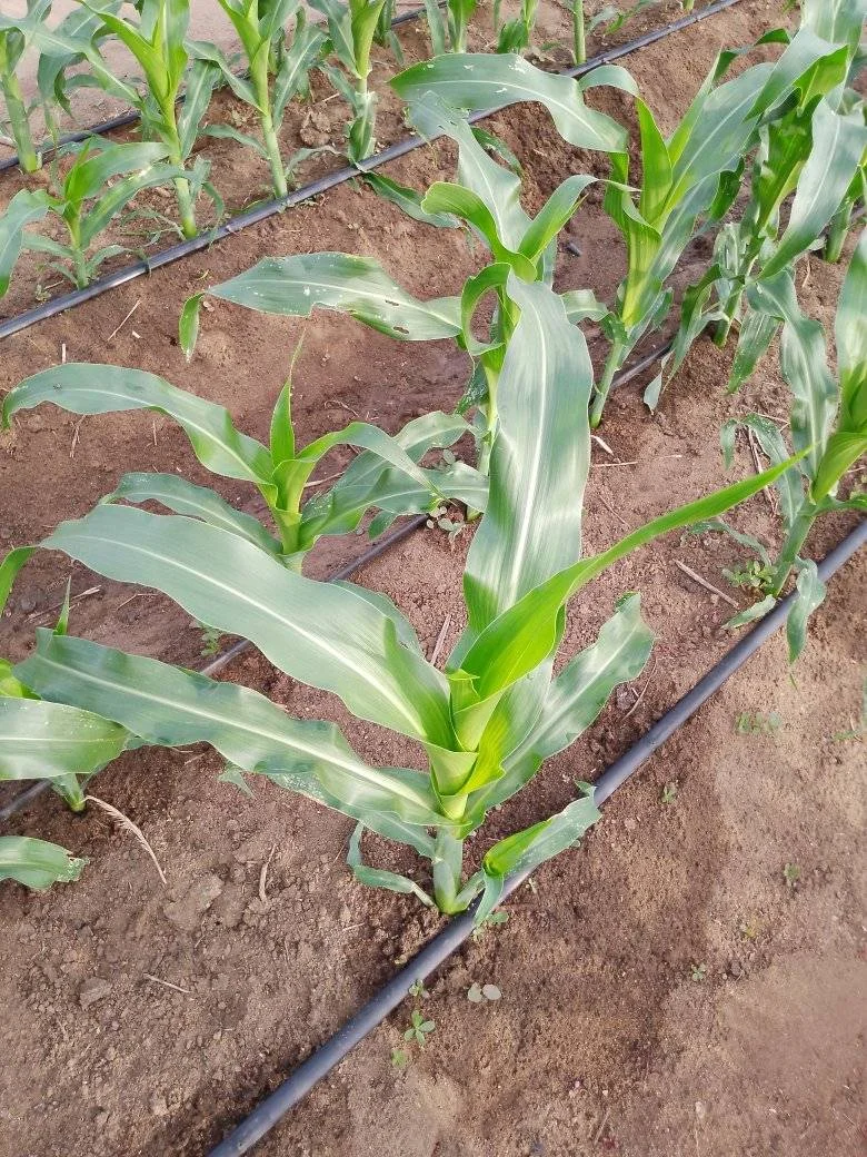 drip irrigation  1 hectare agriculture irrigation system hose full kits drip tape system farming irrigation 22 hectares 1ha