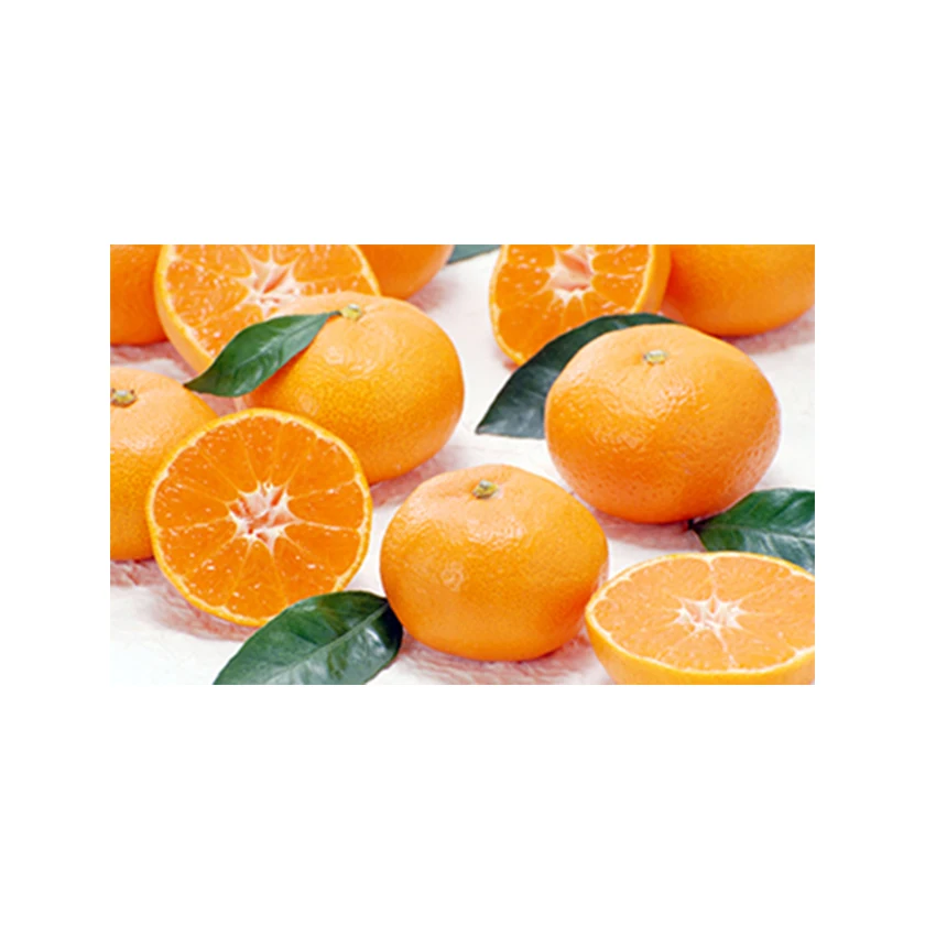 Japanese wholesale bulk orange mandarin fresh citrus with good quality