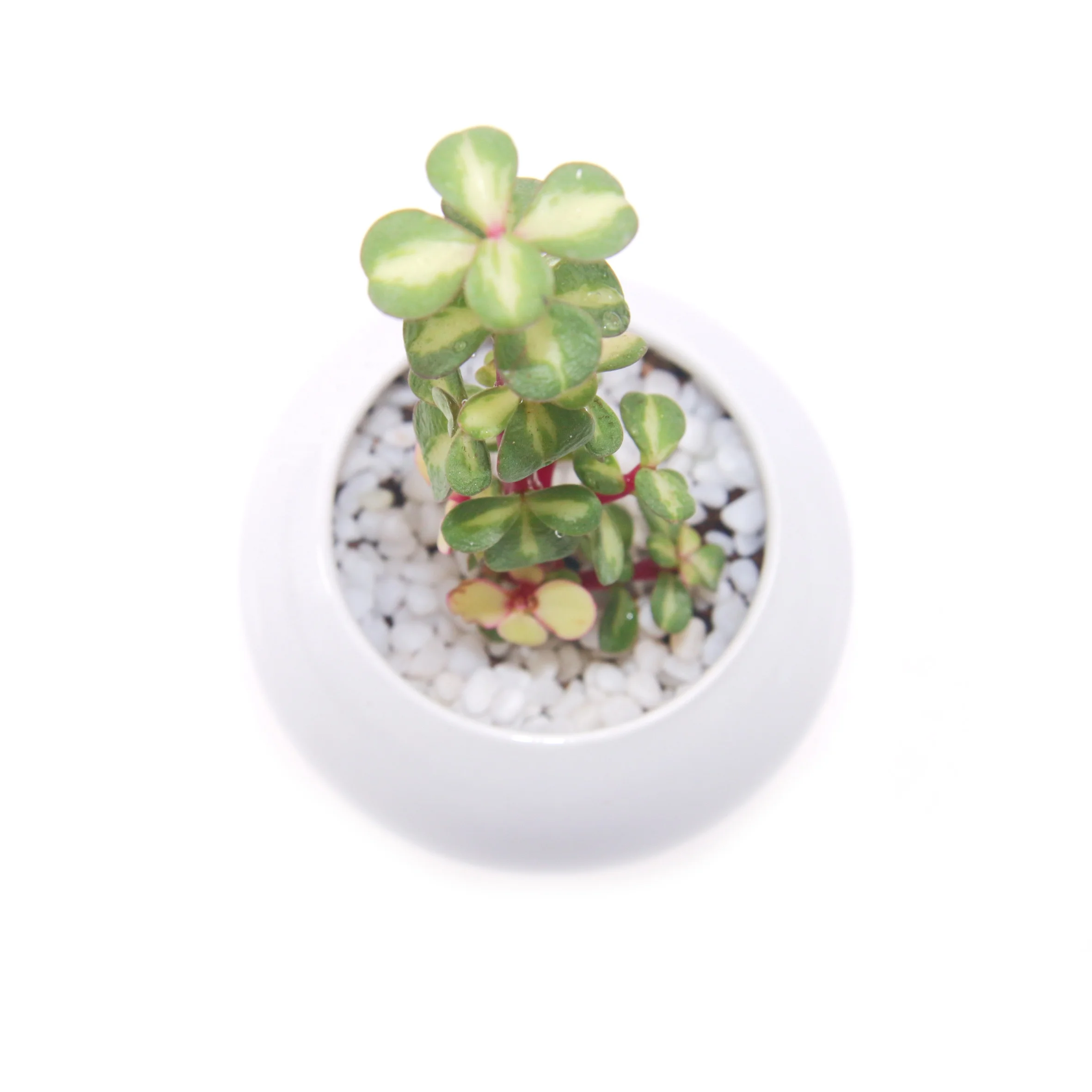 Hootest продажа мини бонсай зеленые суккулентные растения португальская афра для рождественского подарка