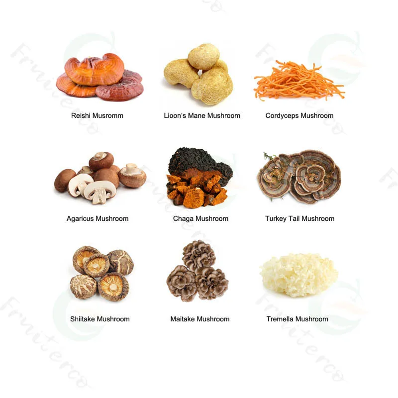 Private Label Natural Oganic Coriolus Versicolor Extract Powder Turkey Tail Mushroom Extract