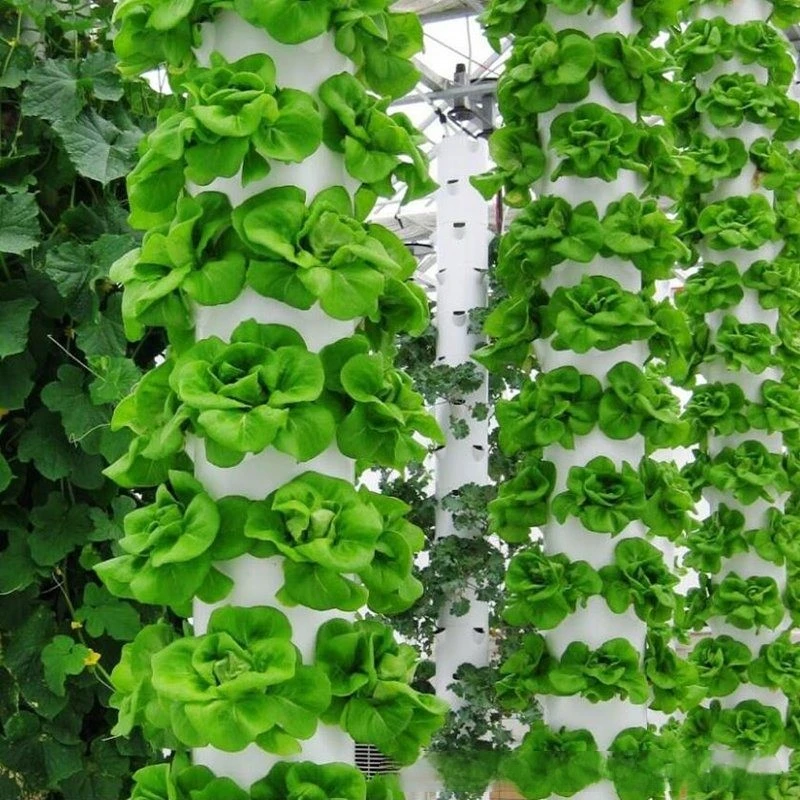 C62 Aquaponics ферма теплица Гидропоника вертикальные садовые системы ананасовые аэропонные растущие башни