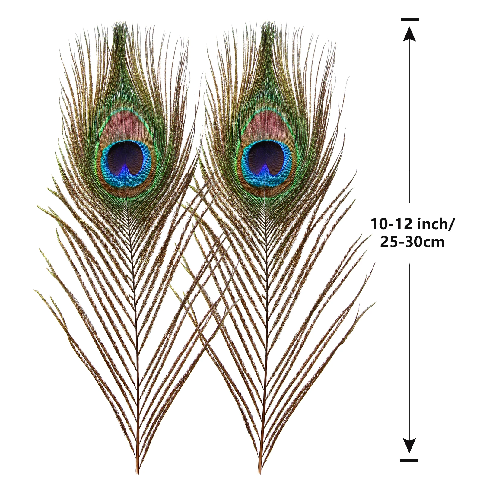 25-30cm High Quality Large Decor Feathers Natural Bulk Peacock Feathers for Centerpiece Decoration
