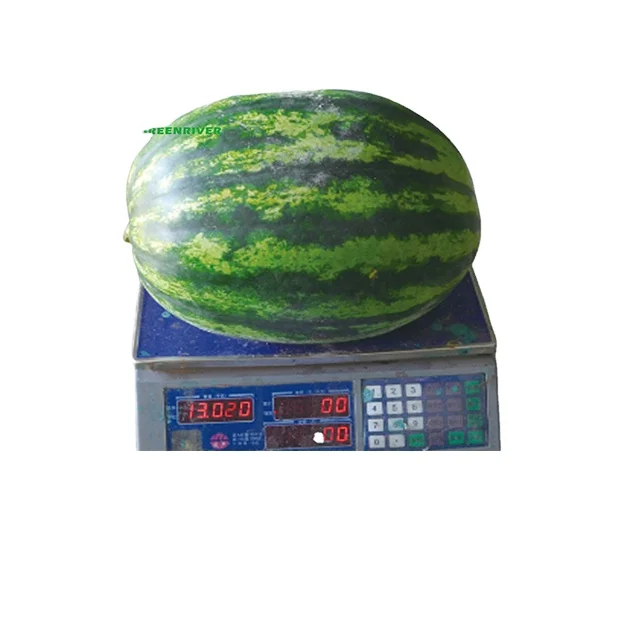 
CR3 globe shape green peel dark strip watermelon seeds 