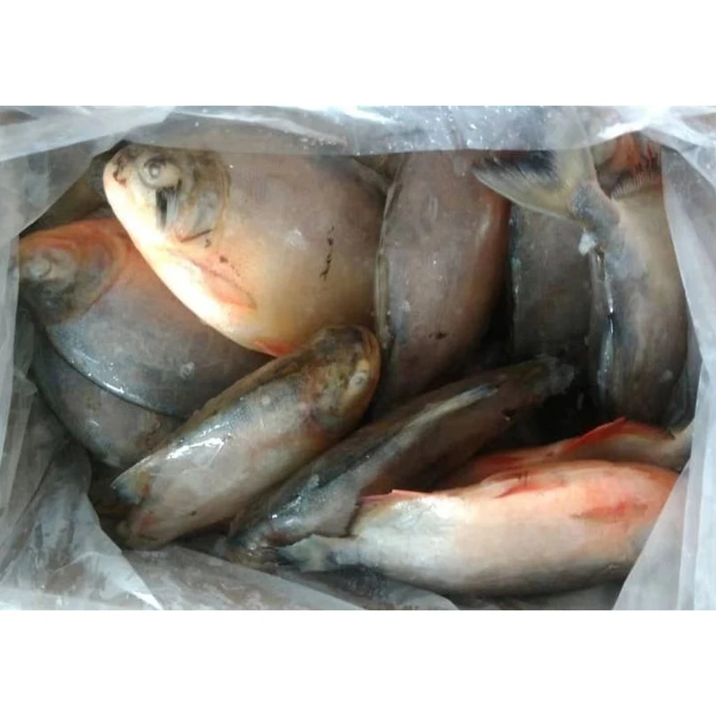 Замороженная красная рыба pacu pompano boerderij opkomst rode pomfret peixe vermelho congelado замороженная