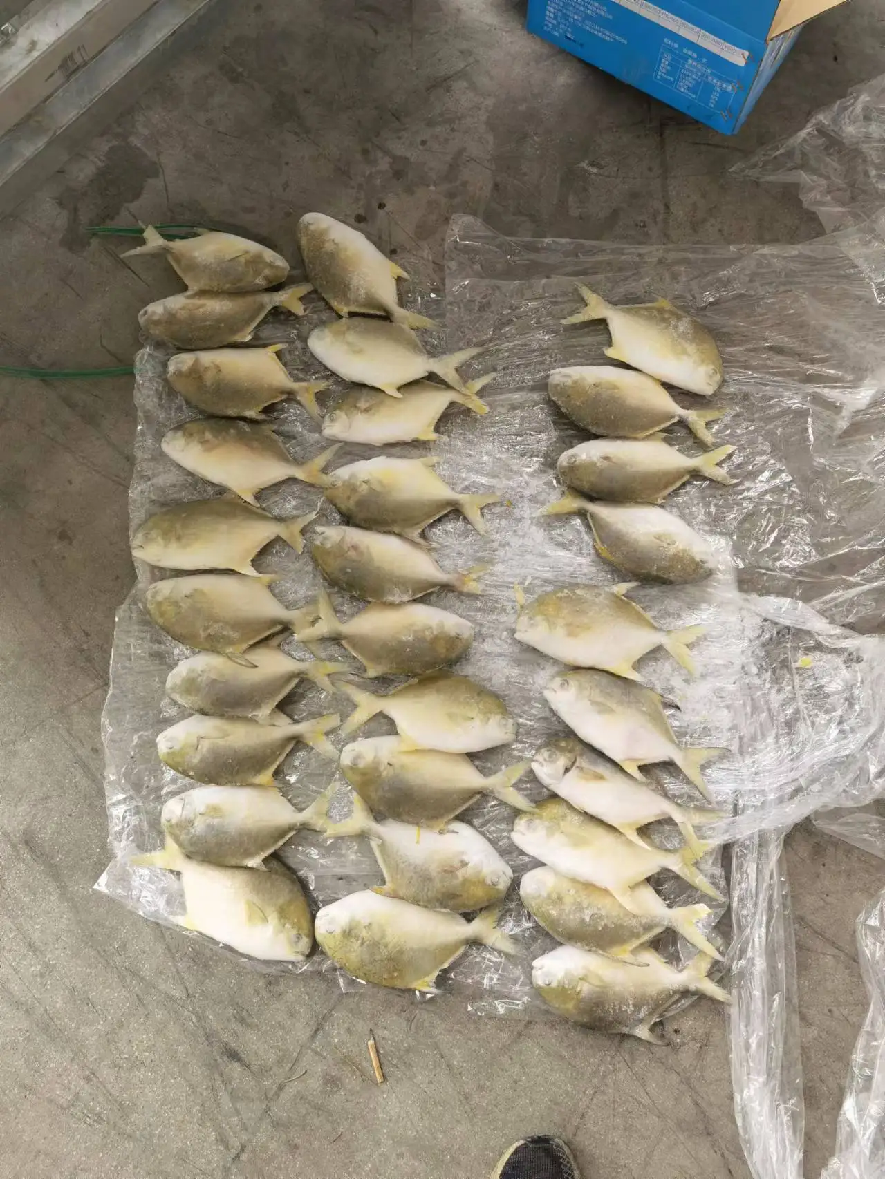 Golden Pomfret factory direct supply