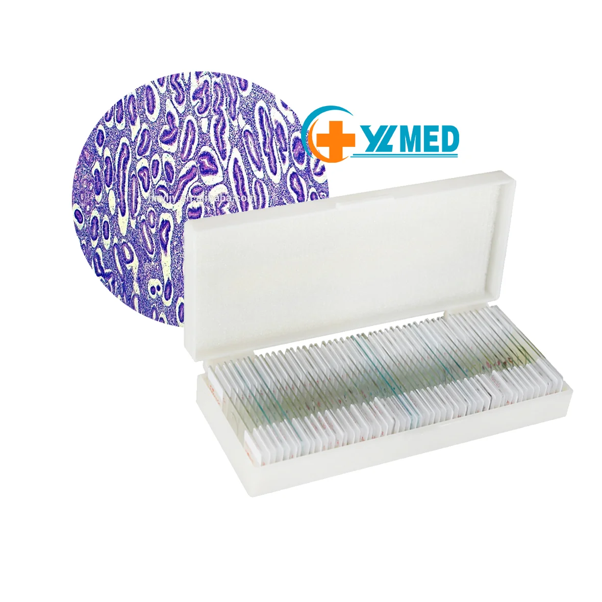 Microscope Prepared Slides 100 Plants and Animal Tissues Includes Labels and Case for Biological Science Education