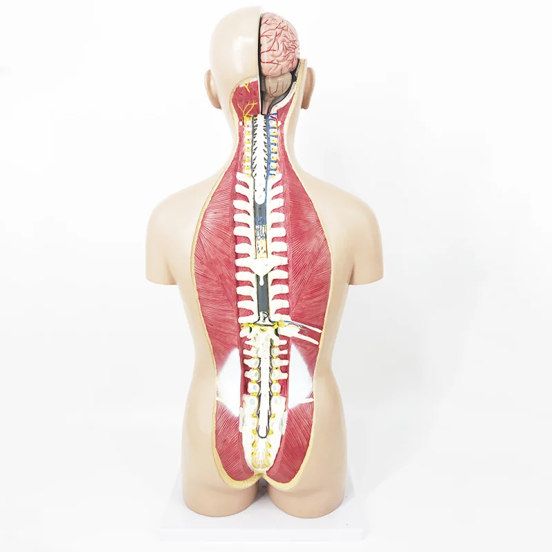 BMN/T011 85CM Dual Sex Human Torso Model 27 Parts mannequin torso anatomy