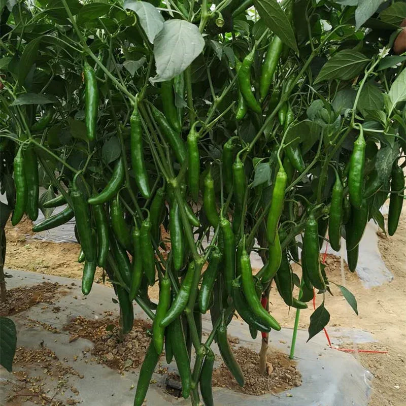 Гибридные семена горячего зеленого Красного перца всех сортов