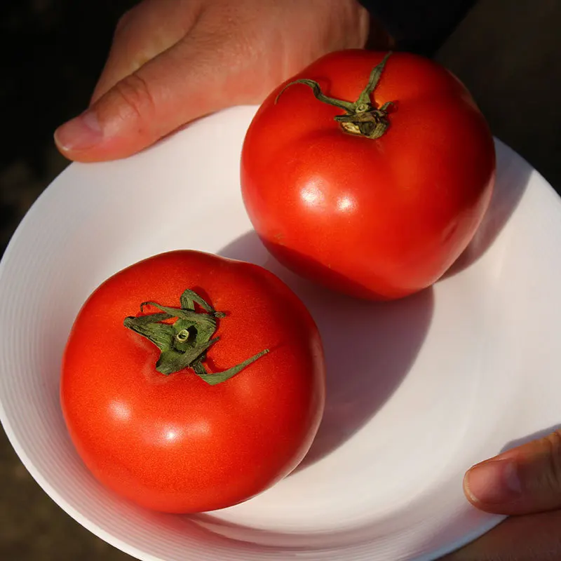 Zhejiang tomato
