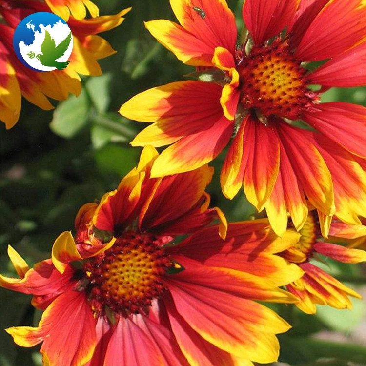 
summer ornamental carnation tropic beautiful cut flower seeds supplier perennial flowers plant seed 