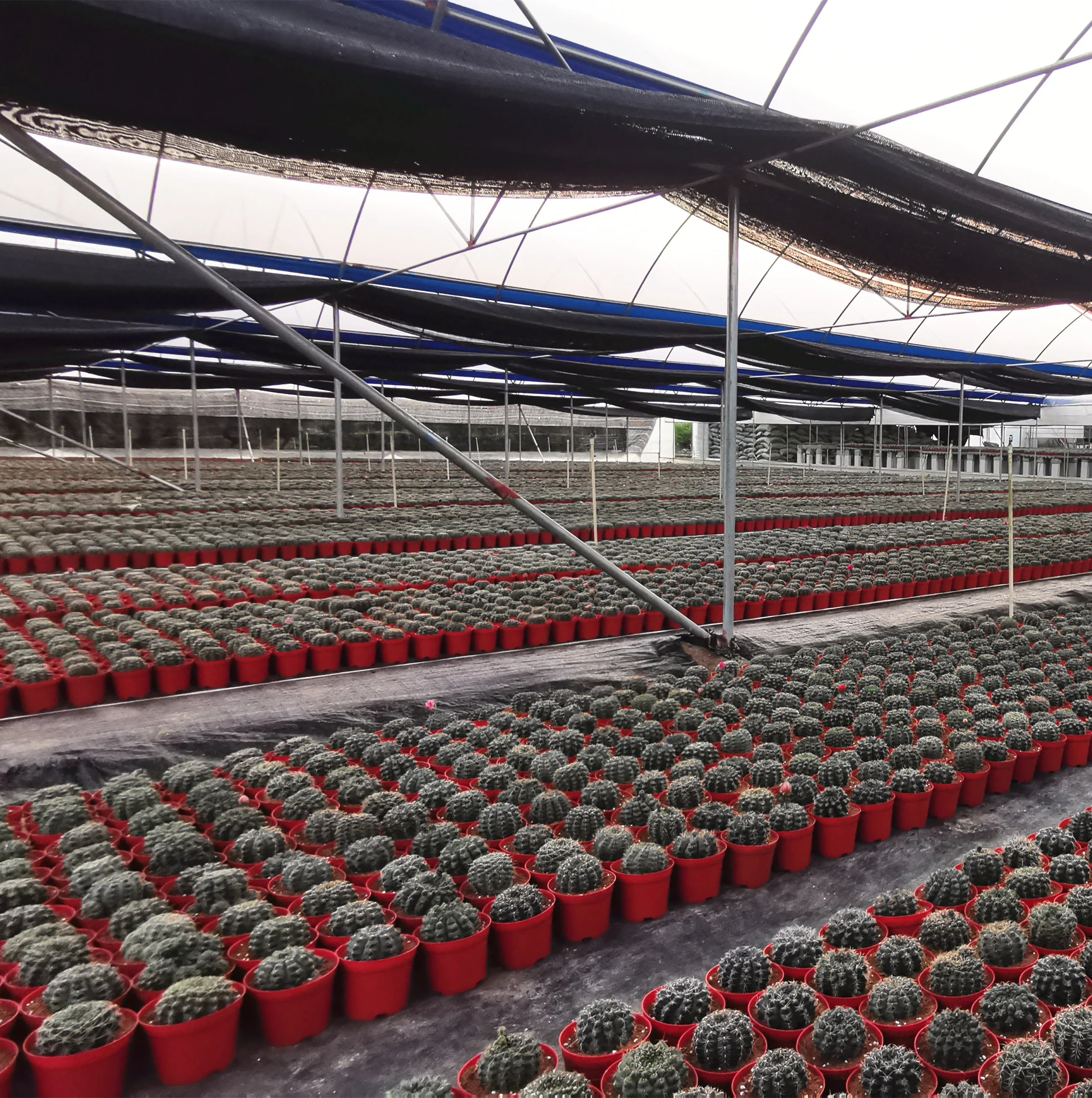 
Cactus Echinocactus grusonii 