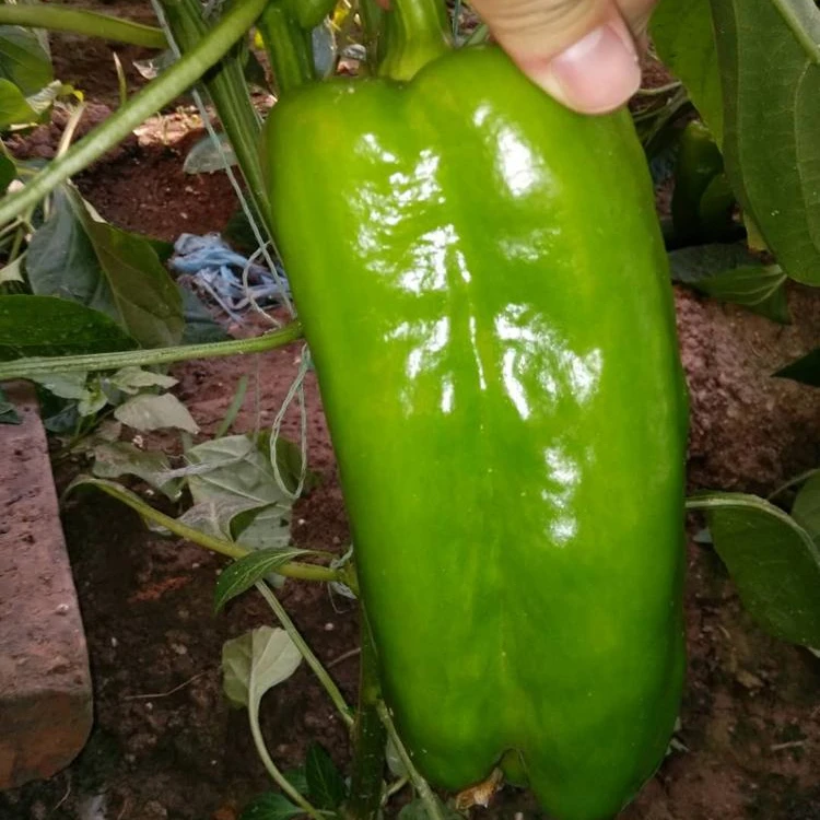 
Green Blocky/Square Sweet Pepper/Capsicum Seeds For Sale FST 032 