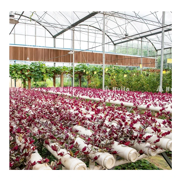Large Multi-Span Green House Agricultural Vegetable Greenhouse With Tomato Hydroponic Growing System