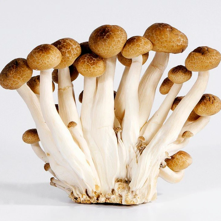 OEM nice price bottled cultivated  green food raw growing brown buna shimeji beech mushroom