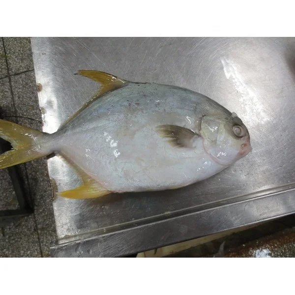 Frozen Farm Golden Pomfret /Golden Fish